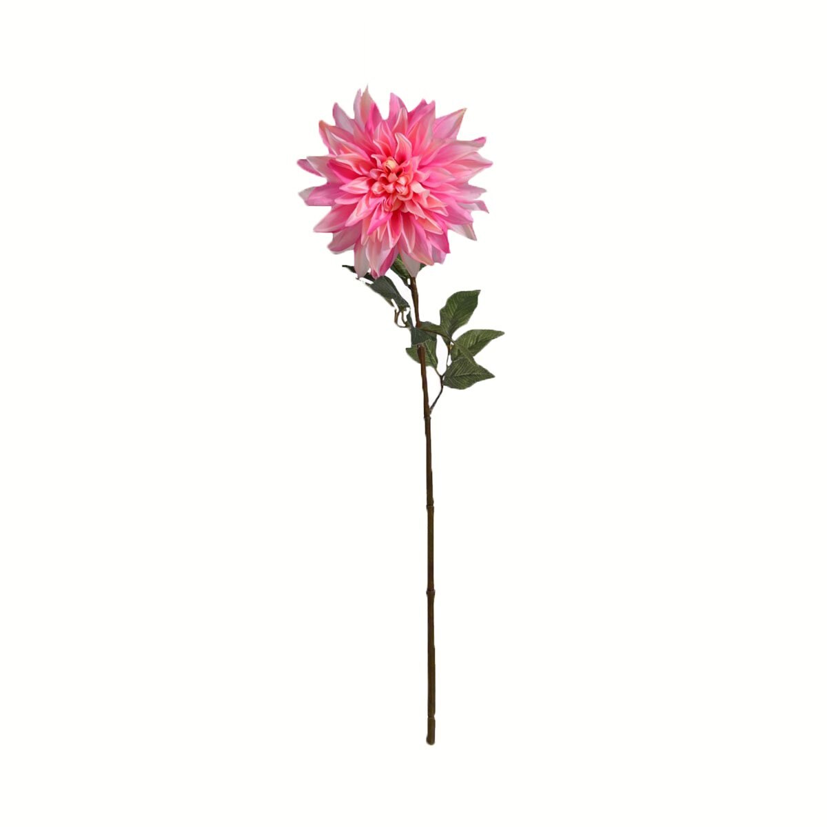 Tallo Dalia Rosa