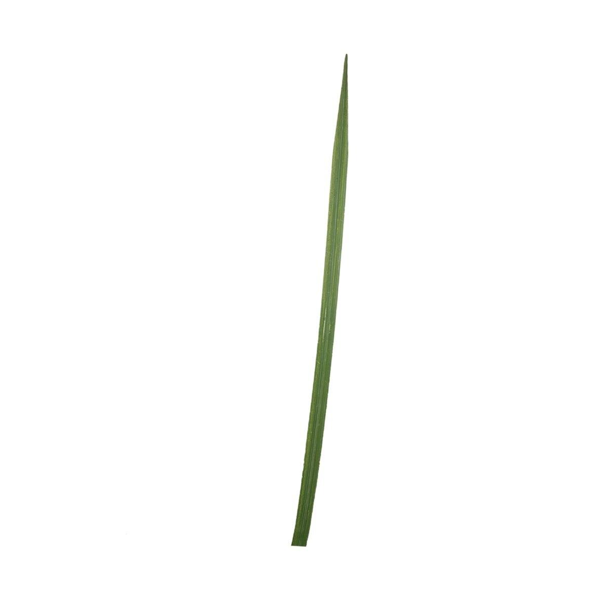 Hoja Larga Delgada Verde