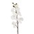 Spray 30 Phalaenopsis Blanco Allstate Floral