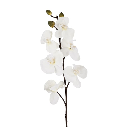 Spray 30 Phalaenopsis Blanco Allstate Floral