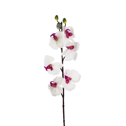 Spray 30 Phalaenopsis Orquidia Blanco Borgoña Allstate Floral