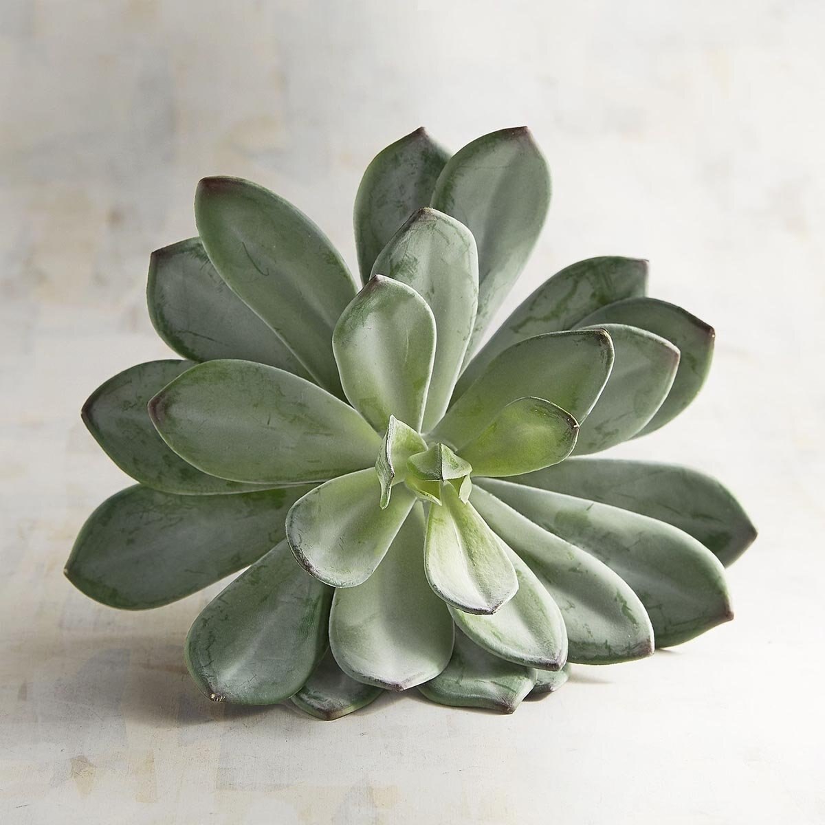 Echeveria Succulent Pier 1 Imports