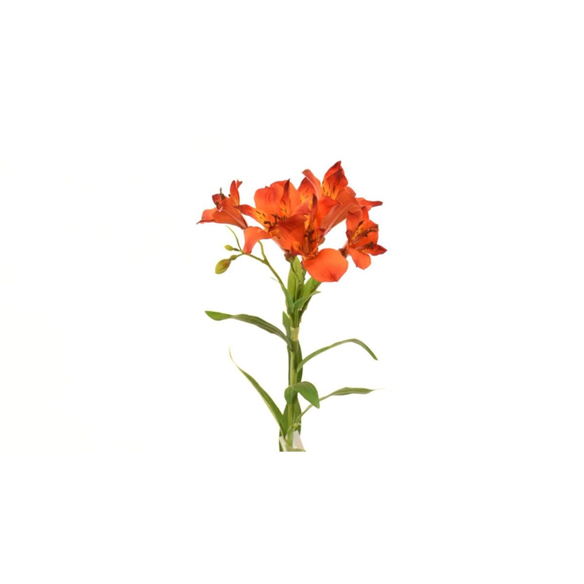 Lily Rojo 73 Cm Largo Latincraft