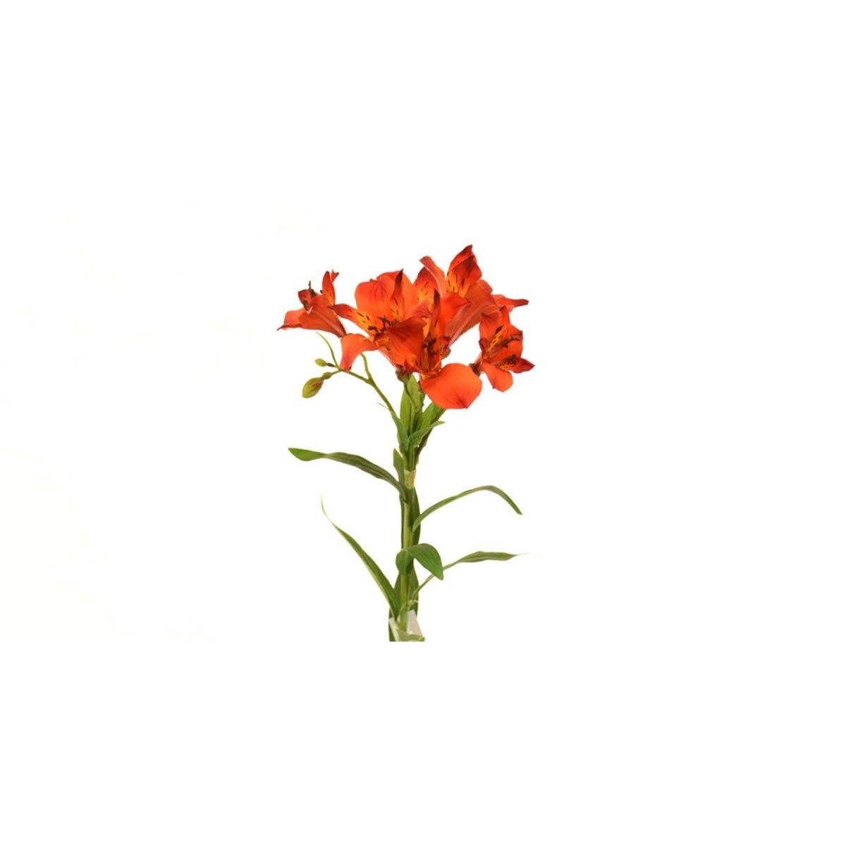 Lily Rojo 73 Cm Largo Latincraft