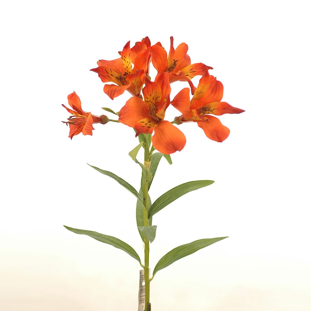 Lily Naranja 73 Cm Largo Latincraft