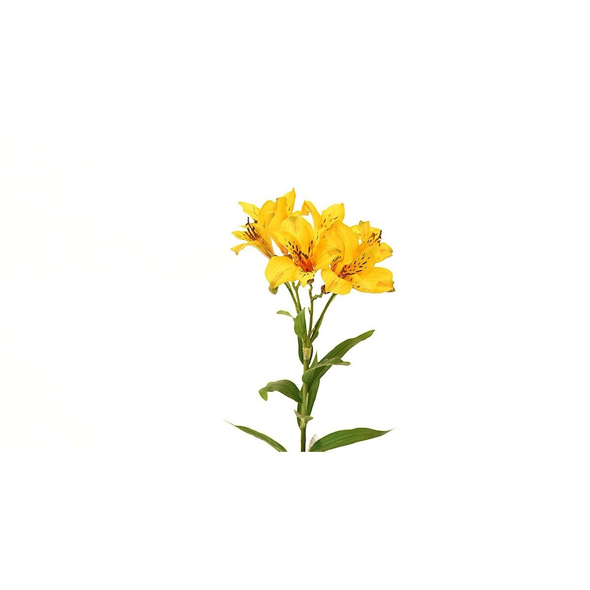 Lily Amarillo 73 Cm Largo Latincraft