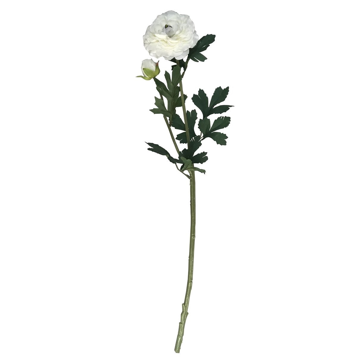 Ranunculus Crema 2 H 64Cm Lotus