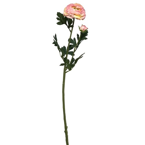 Ranunculus Rosa 2 H 64Cm Lotus