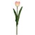 Tulipán Sencilla Rosaw 21.5 H 41Cm Lotus