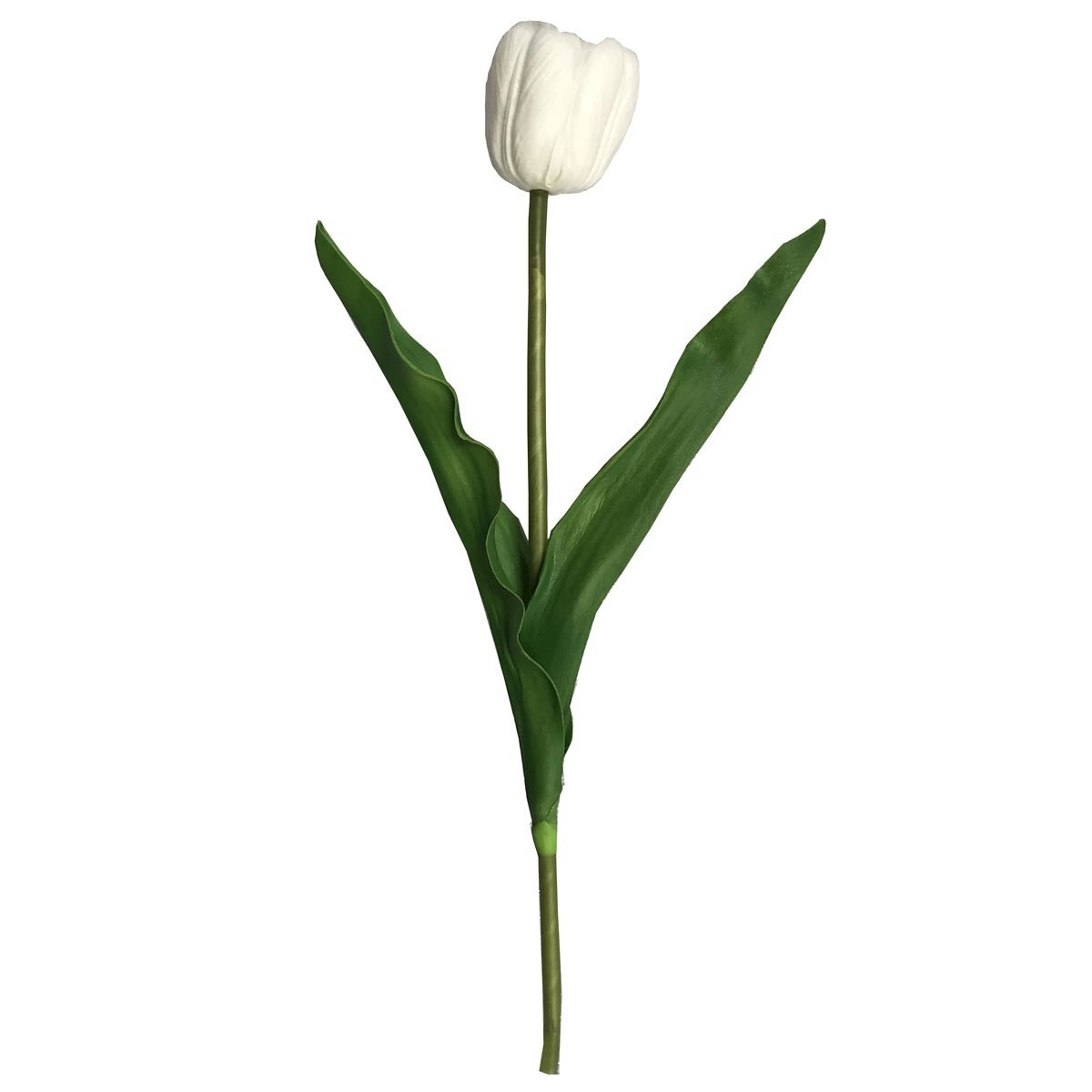 Tulipán Sencilla Blanco W 21.5 H 41Cm Lotus