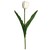 Tulip&aacute;n Sencilla Blanco W 21.5 H 41Cm Lotus