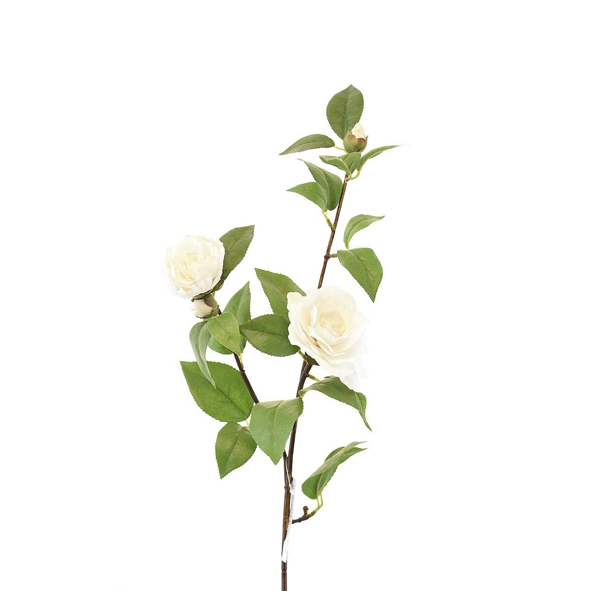 Camelia Blanca 85 Cm Bröch