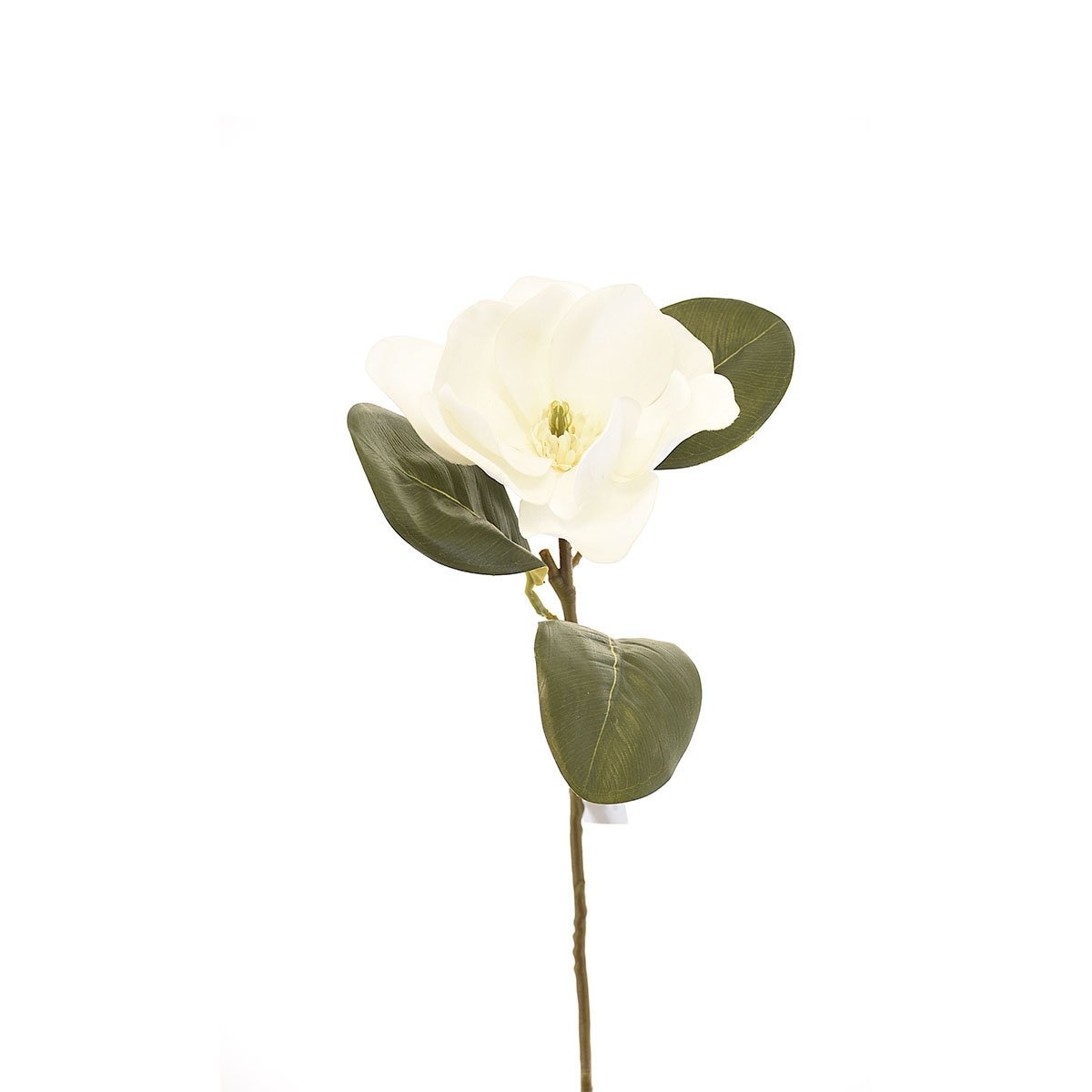 Magnolia Blanca 70 Cm Bröch
