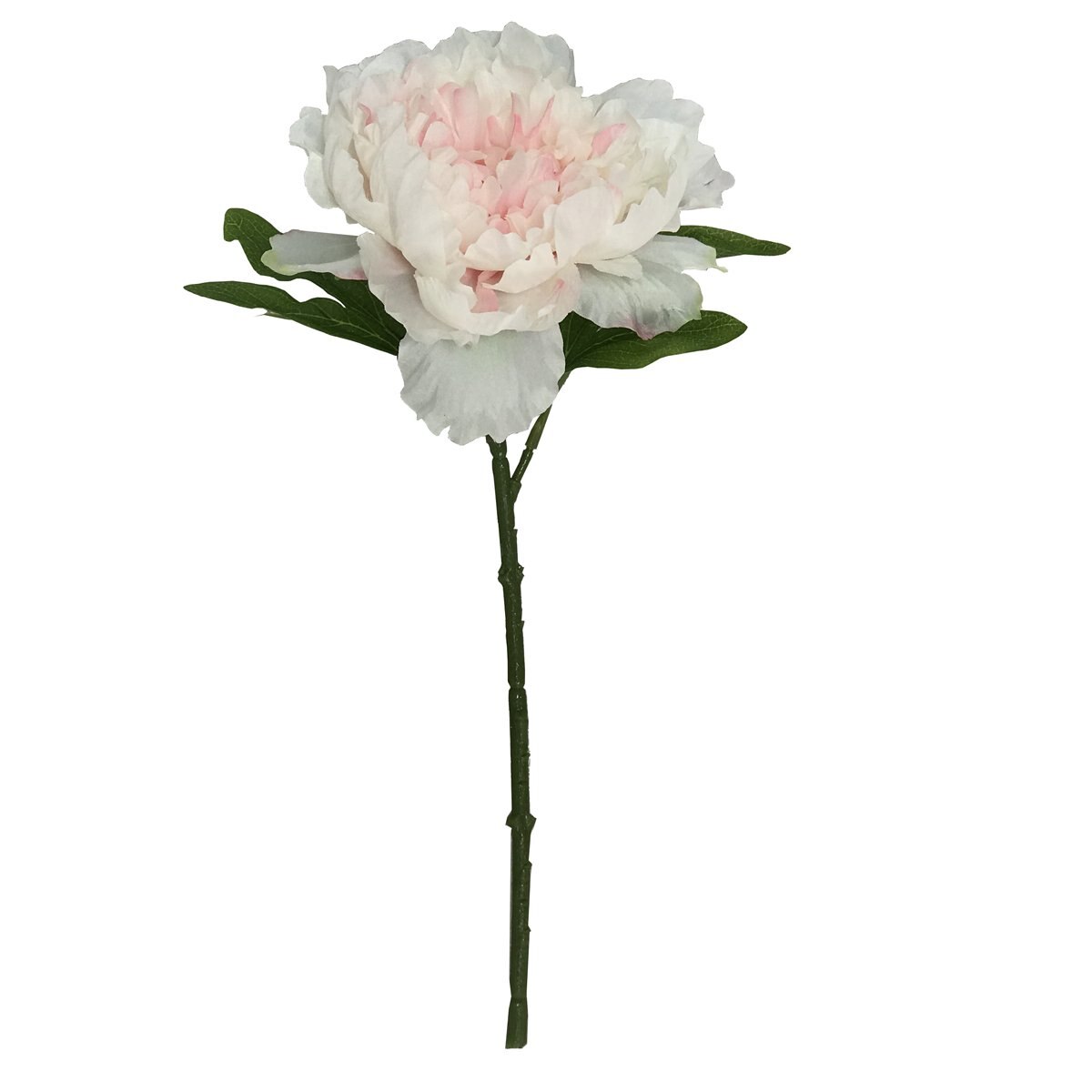Peonia Rosa Chino Sencillo Lotus