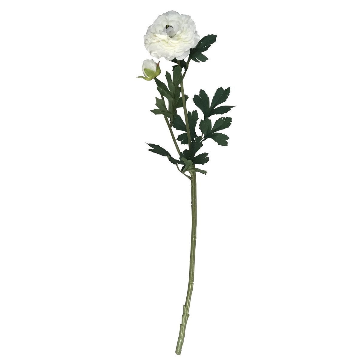 Ranunculus Crema 2 H 64Cm Lotus