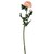 Ranunculus Rosa 2 H 64Cm Lotus