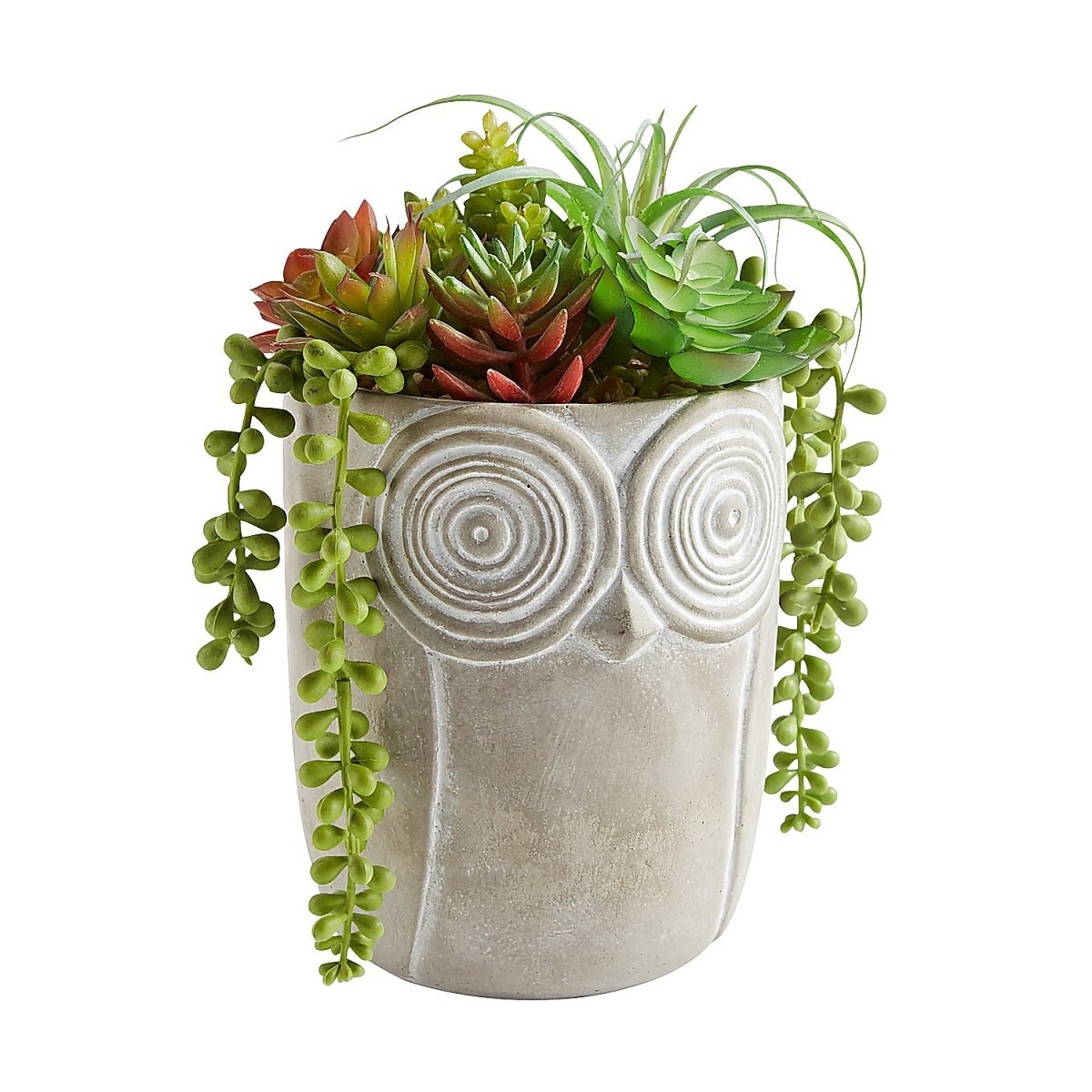 Arreglo Succulent In Owl Arrangement Pier 1 Imports