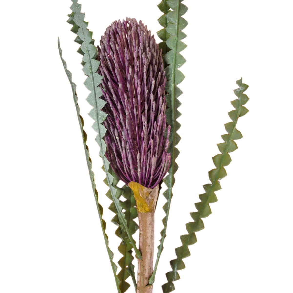 Banksia Decorativa Purpura Home Nature