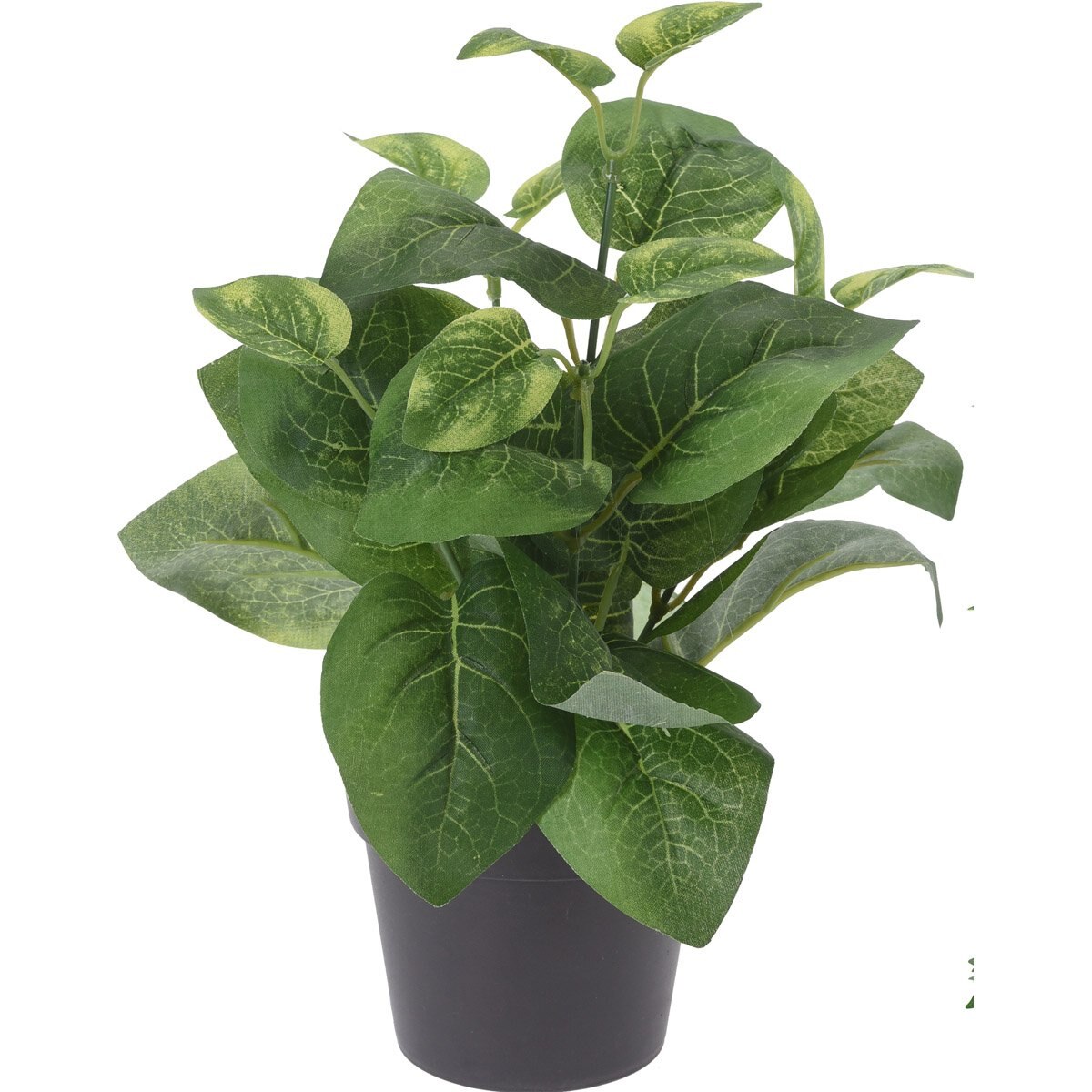 Maceta con Planta de 28 Cm