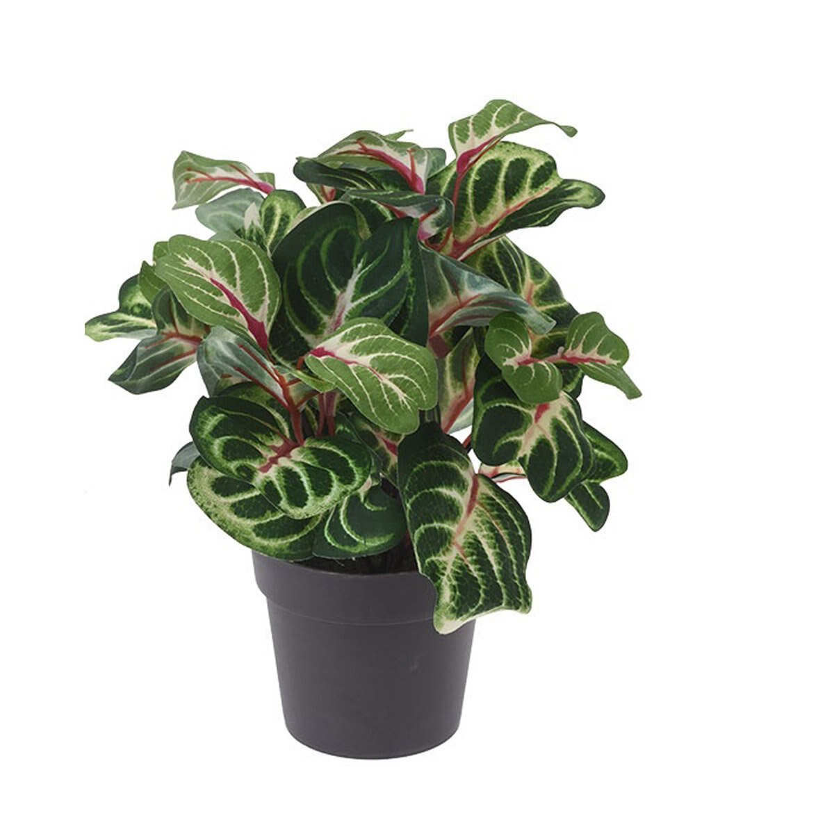 Maceta con Planta de 28 Cm