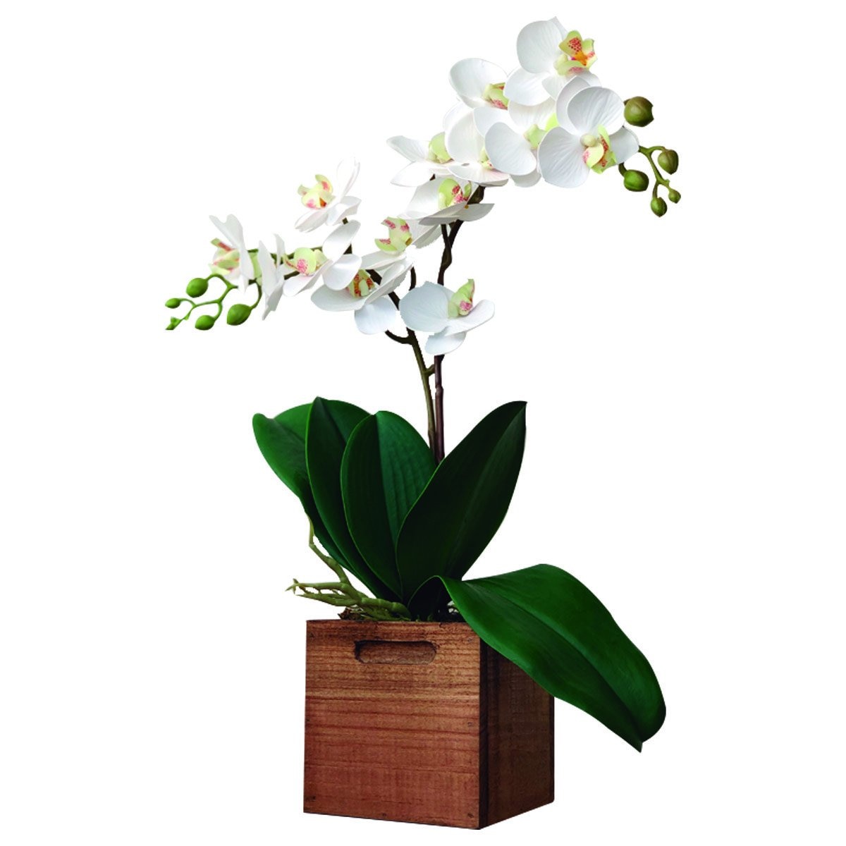 Mini Orquídeas Natural Touch Blancas en Cajón de Madera el Ático
