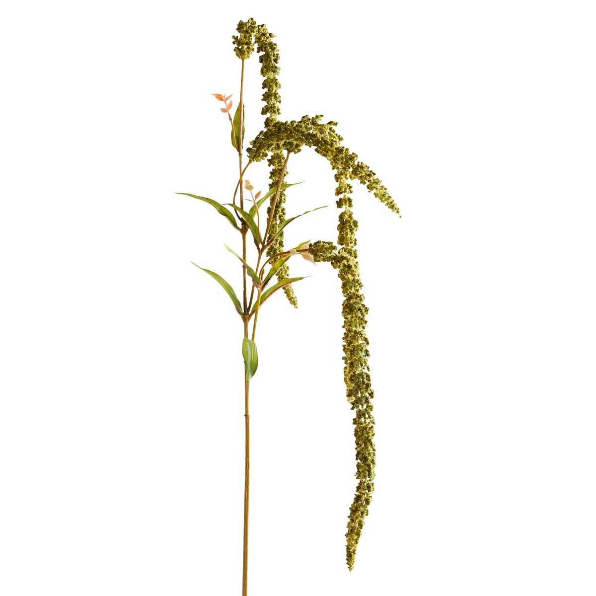 Tallo Amaranthus Pier 1 Imports