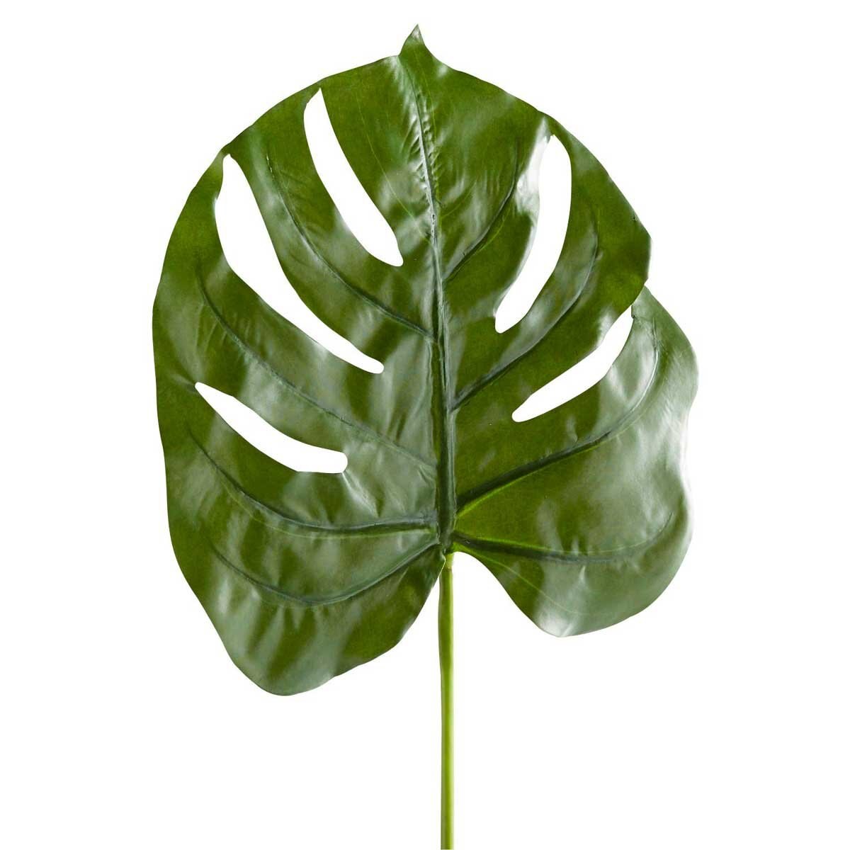 Tallo Monstera Pier 1 Imports