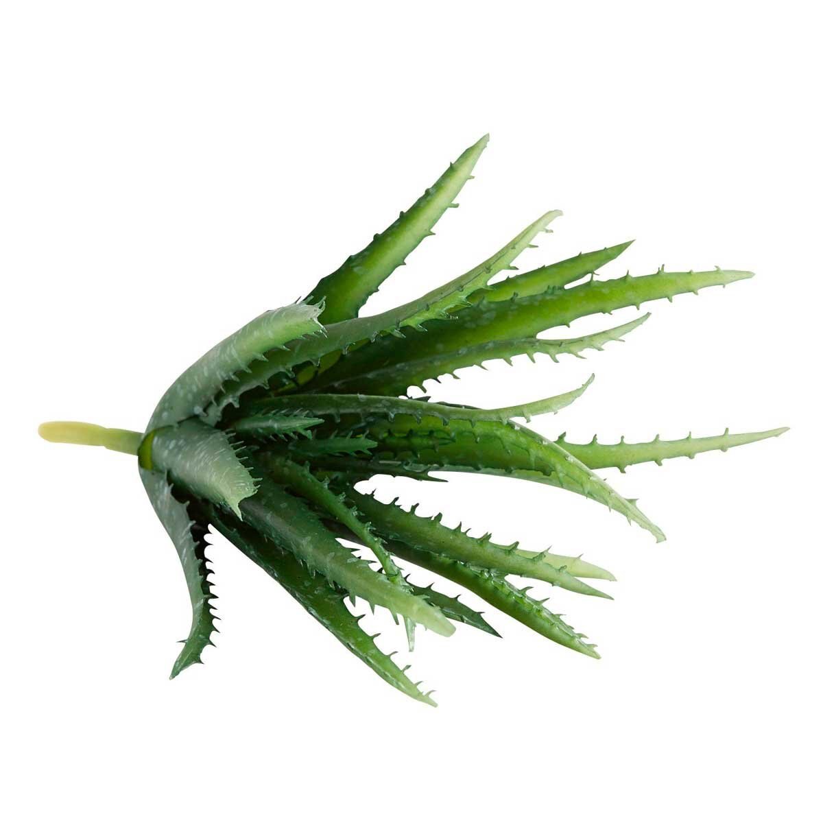 Tallo Aloe Vera Succulent Pier 1 Imports