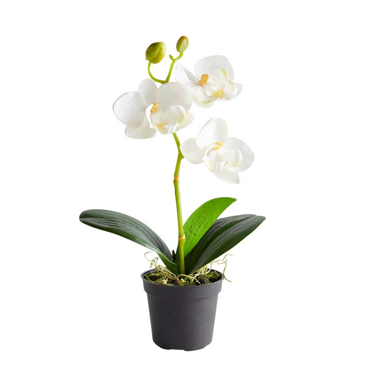 Arreglo Mini Orchid White Pier 1 Imports