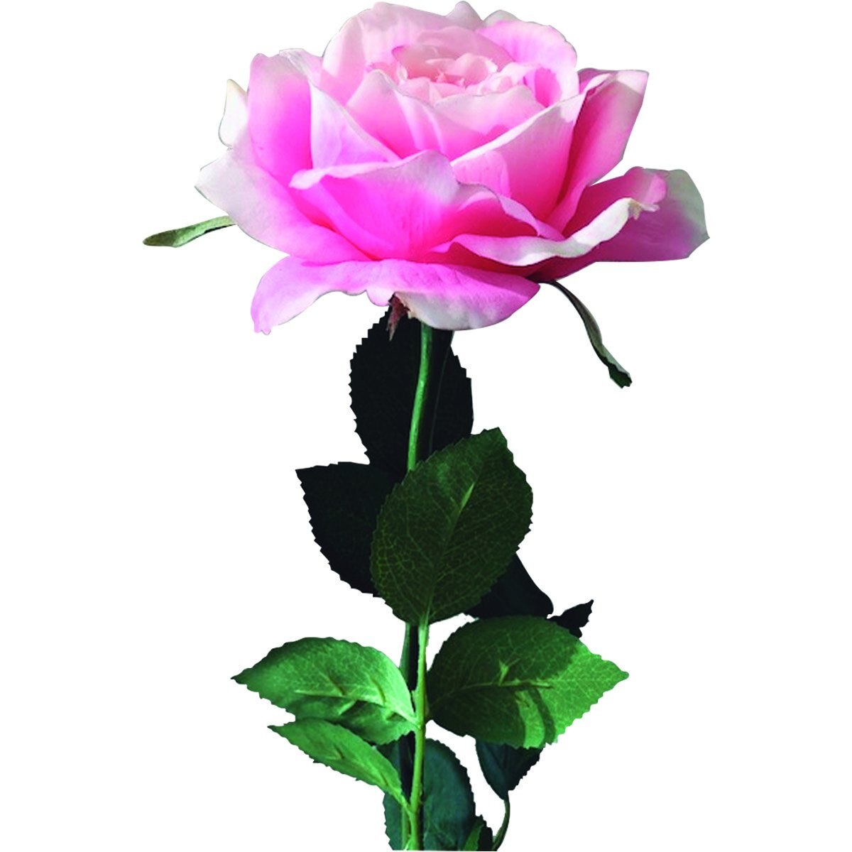 Rosa Abierta Real Touch Color Rosa Pastel el Ático