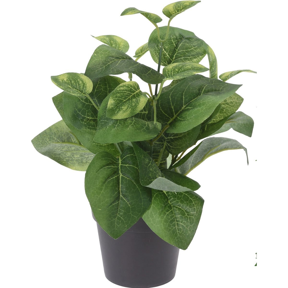 Maceta con Planta de 28 Cm