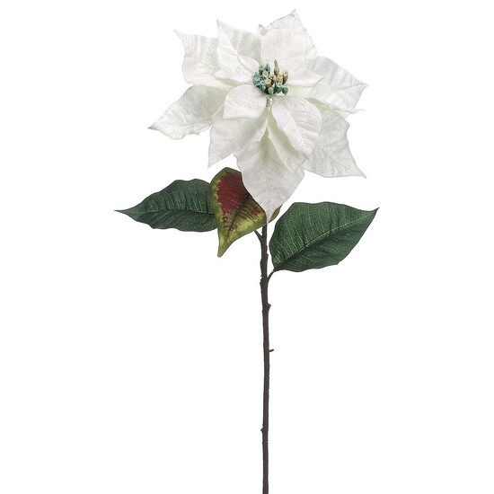 Flor Nochebuena Blanca Lottus Flor Nochebuena Blanca Lottus