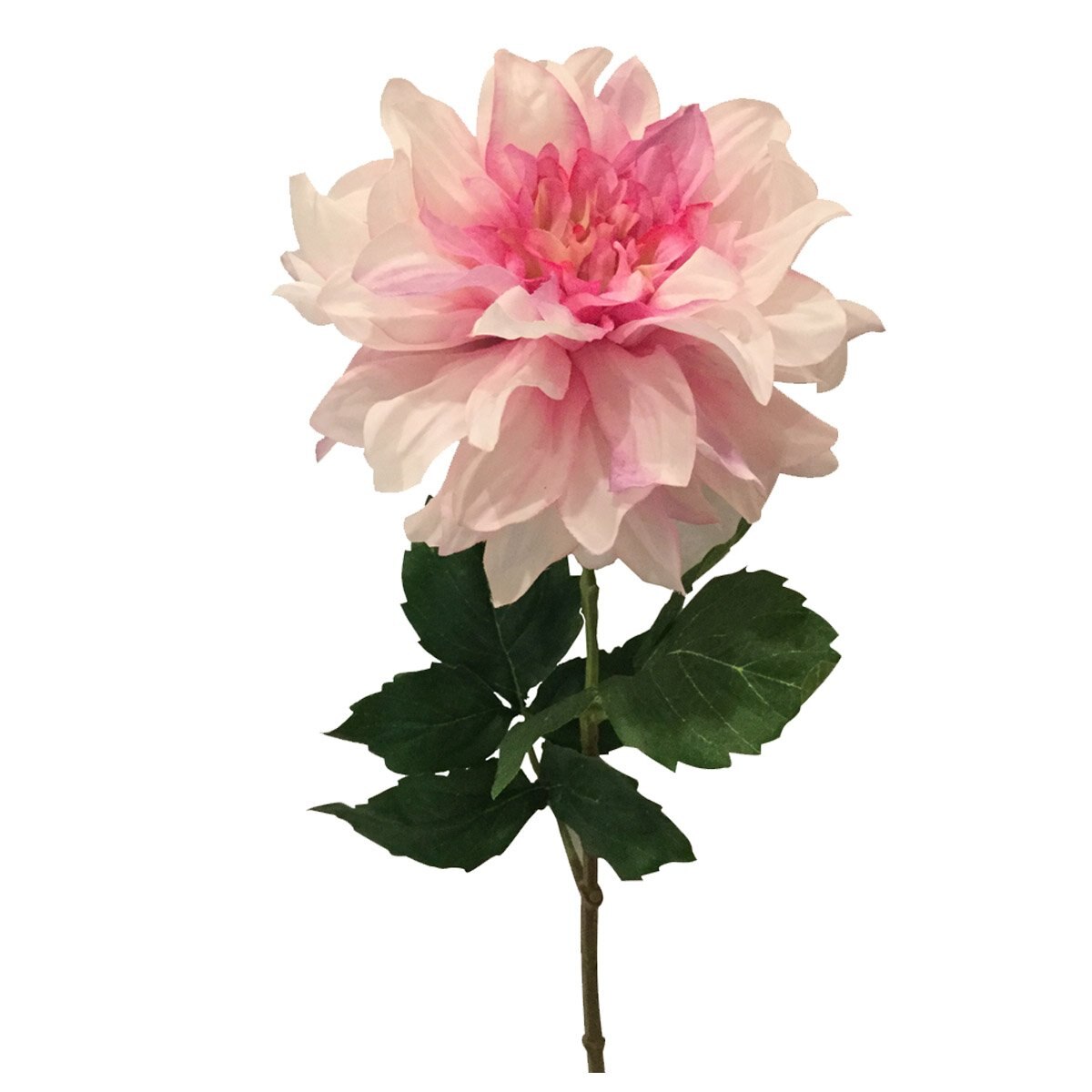 Peonia Rosa Lottus