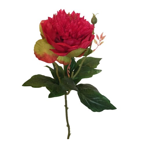 Peonia Fucsia Lottus