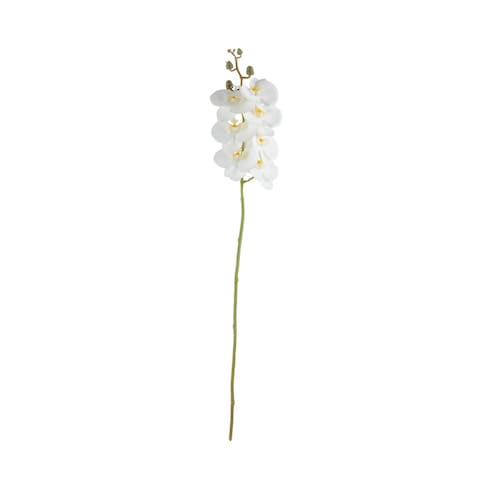 Orquídea Phalaenopsis Blanca/amarilla X7 Lottus