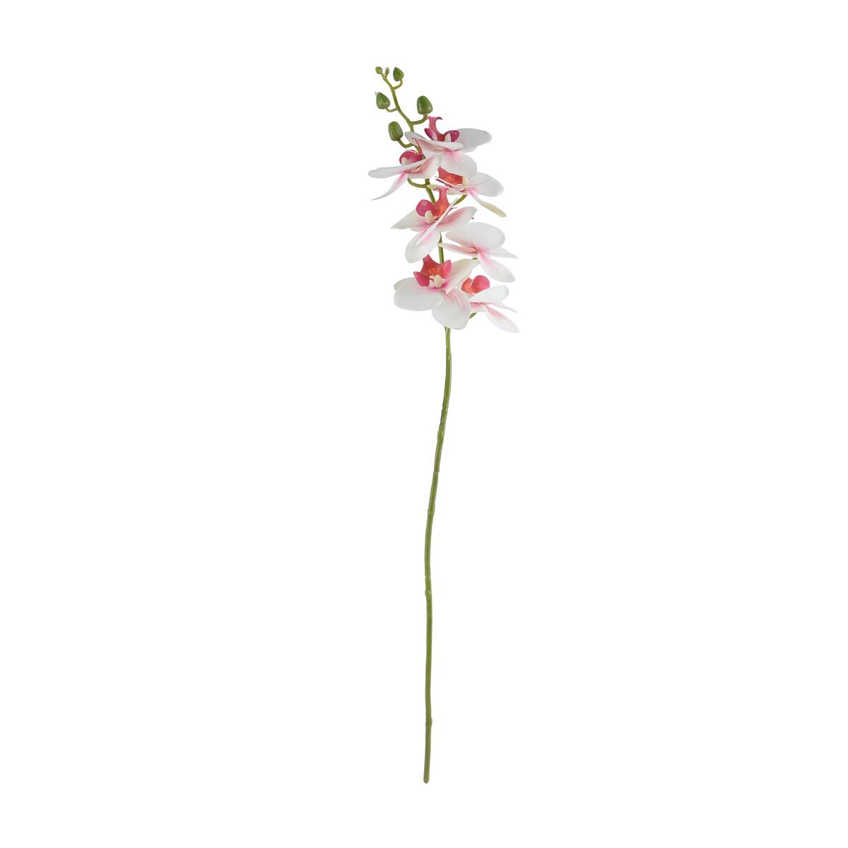 Orquídea Phalaenopsis Blanca/morada X7 Lottus