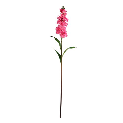 Delphinium Rosa Lottus