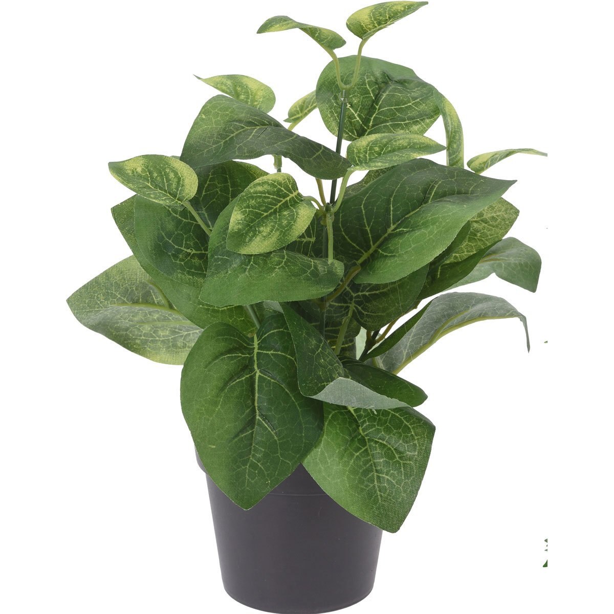 Maceta con Planta de 28 Cm