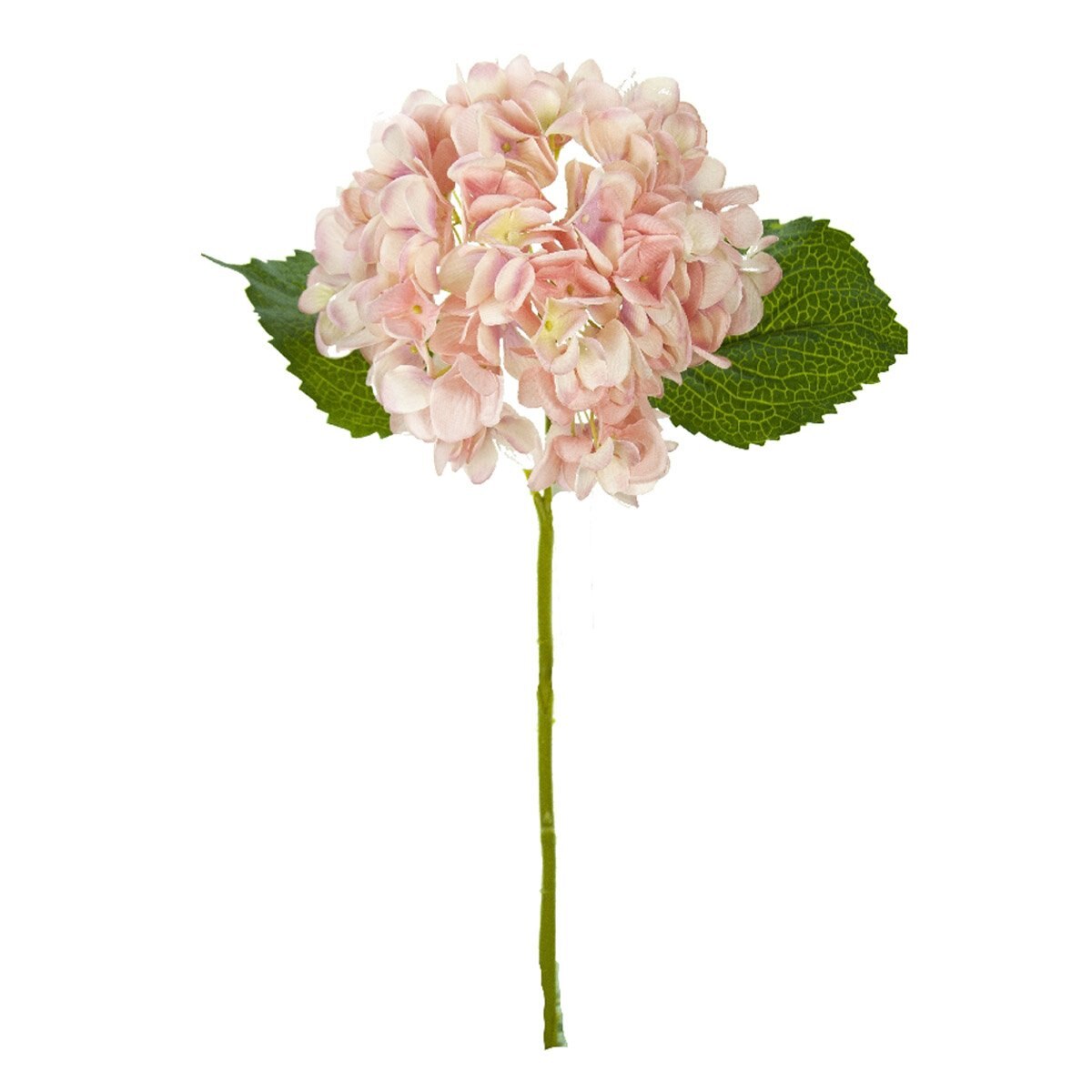 Hortensia Rosa Lottus
