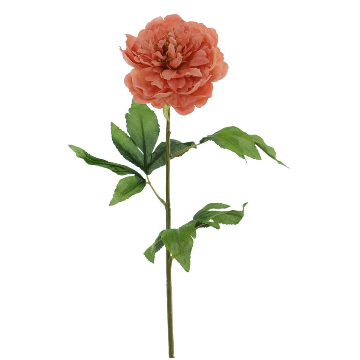 Peonia Lottis
