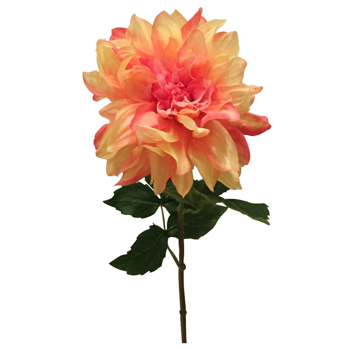Peonia Naranja Lottus