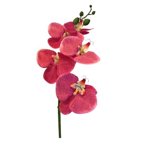 Orquídea Phalaenopsis Morada X5 Lottus