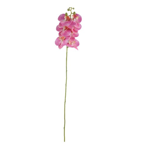 Orquídea Phalaenopsis Rosa X7 Lottus