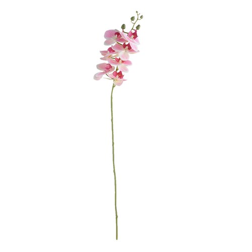 Orquídea Phalaenopsis Morada X7 Lottus