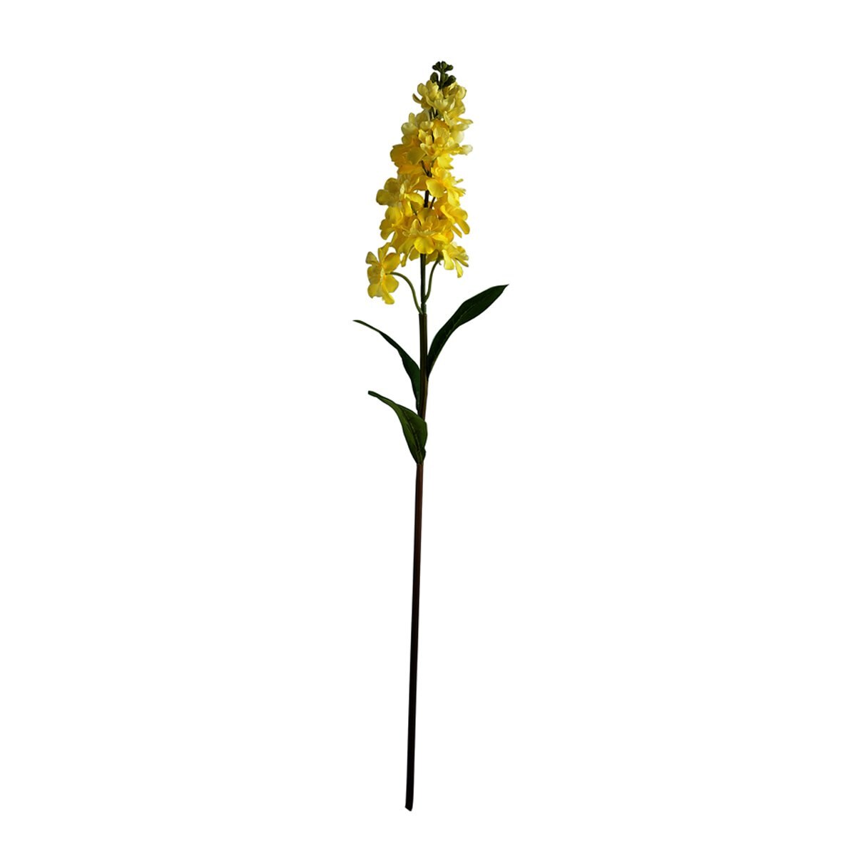 Delphinium Amarillo Lottus