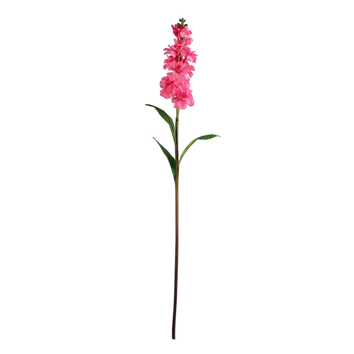 Delphinium Rosa Lottus