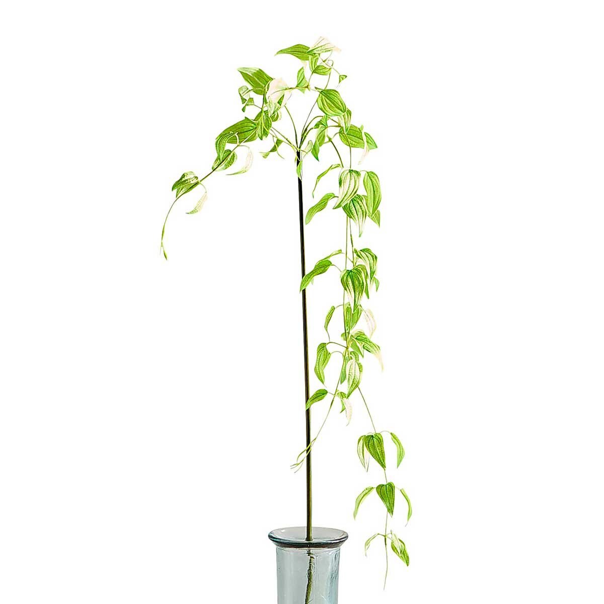 Rama Clematis Light Green Pier 1 Imports