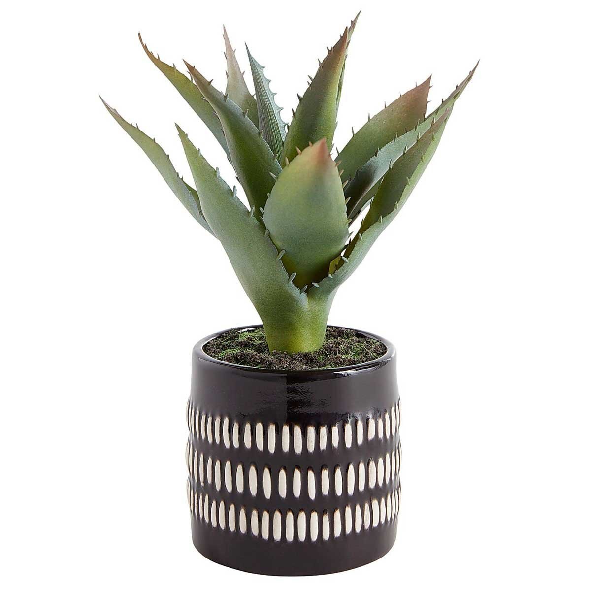 Arreglo Aloe Maceta Pier 1 Imports