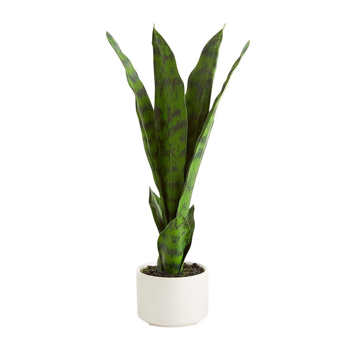 Arreglo Sansevieria Pier 1 Imports - Chica
