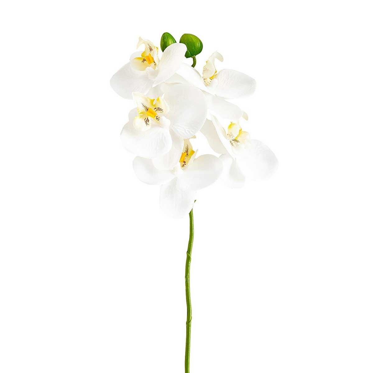 Mini Tallo Orquidea White Pier 1 Imports